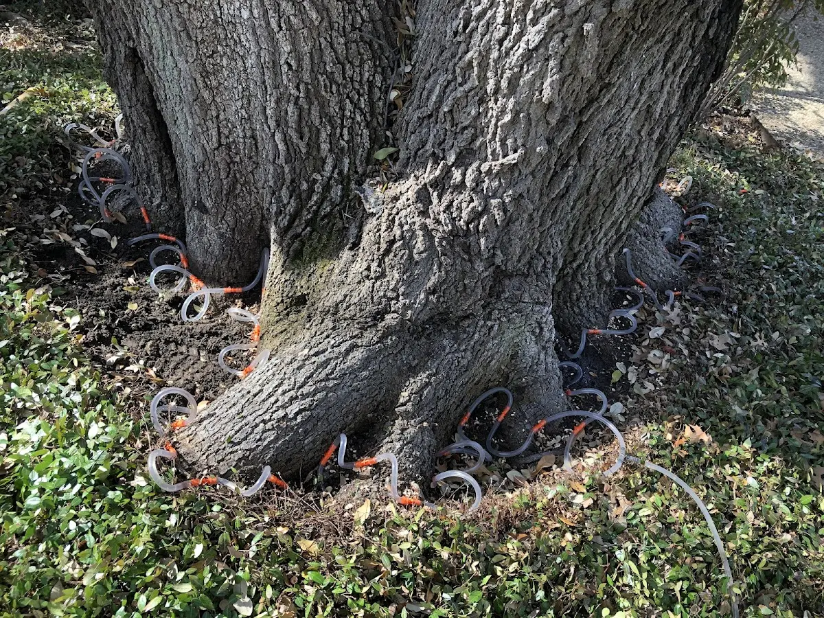Detailed Tree Cabling and Bracing job site in Steelville
